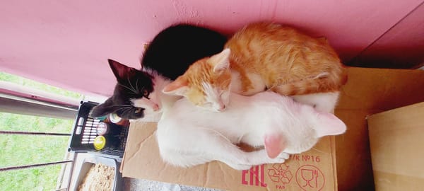 Kittens pile up on cardboard boxes in a cozy indoor space