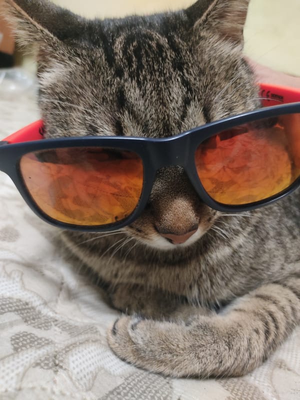 Tabby cat and fish tank moments from a Burgas home