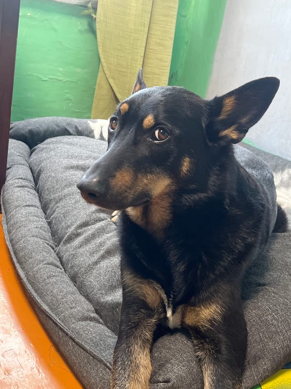 Animal shelter life in Nizhny Tagil, Russia