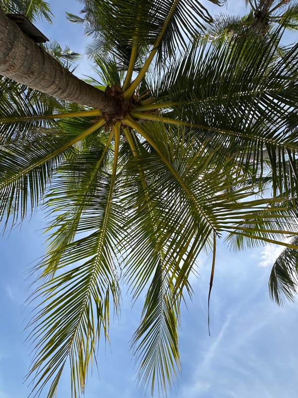 Relaxing on a Ko Samui beach under swaying palms