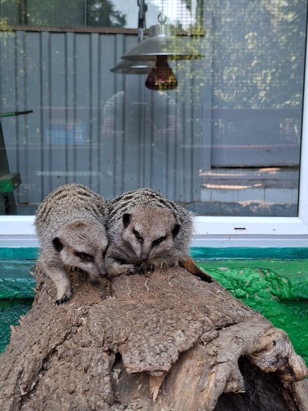 Afternoon at Chișinău Zoo, checking out the small animals