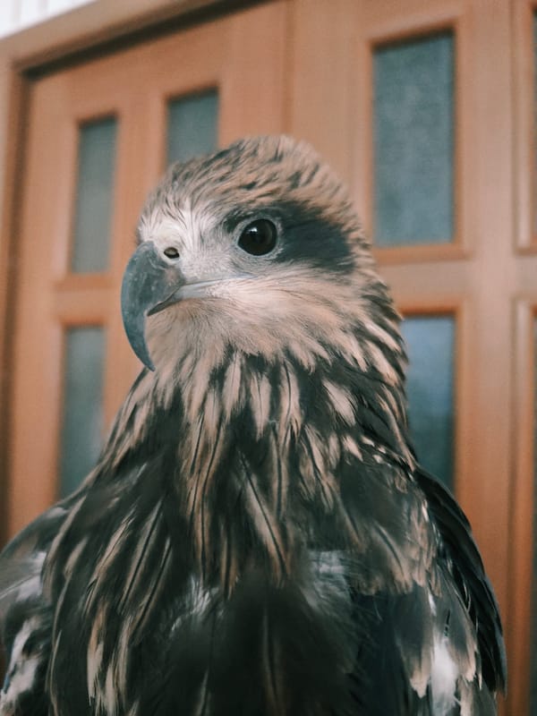 Hawks, rooks, cats, and fish sharing a Siberian home