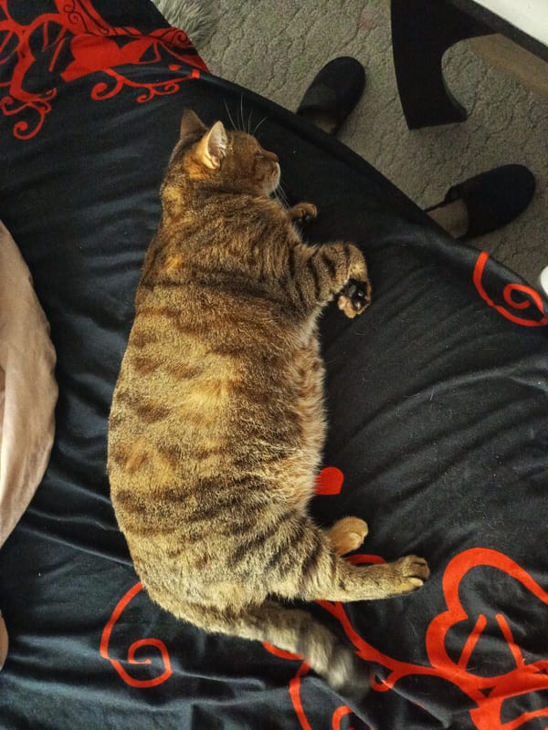 Quiet domestic moments captured: sleeping cat, spring blooms, figurine
