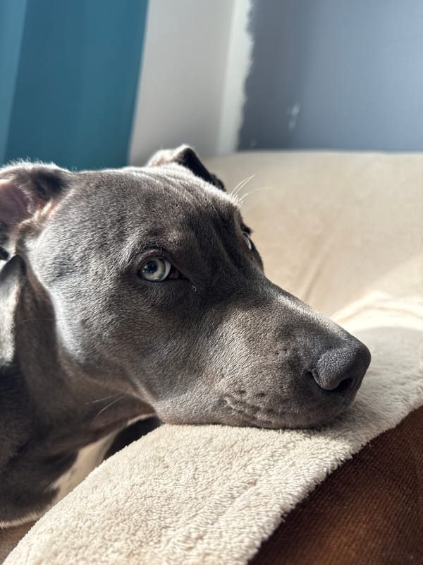 Dog rests on cushion in Varna home