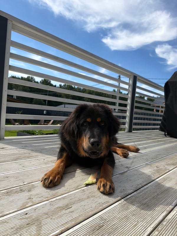 Dog and deck vibes on a summer afternoon in Степаньково