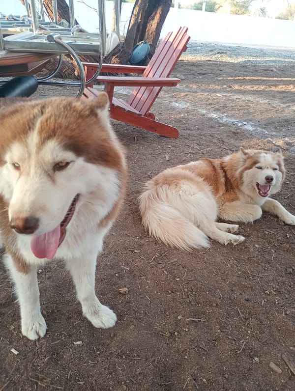 Huskies gather in backyard with owner in Pozo Almonte