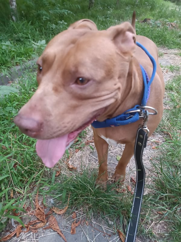 Pit bull terrier on a park walk in Zaporizhzhia, Ukraine