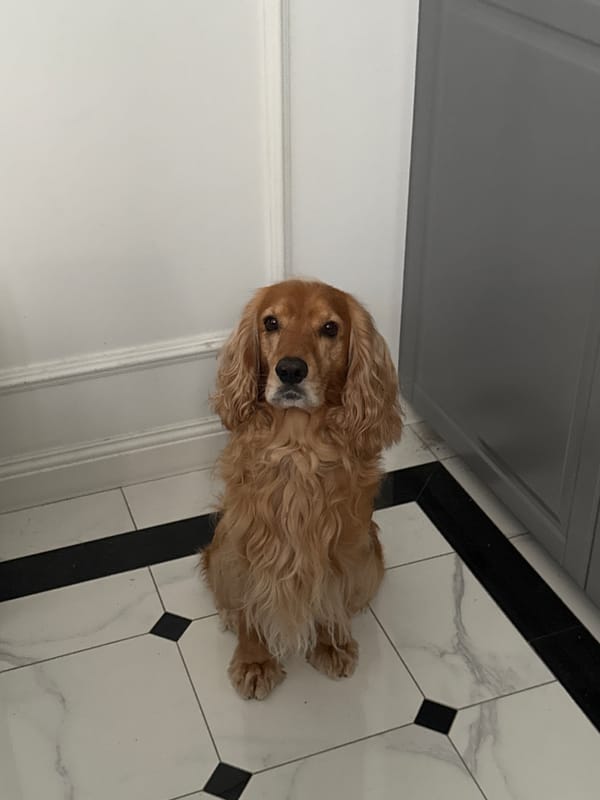 Golden cocker spaniel's lazy afternoon at home