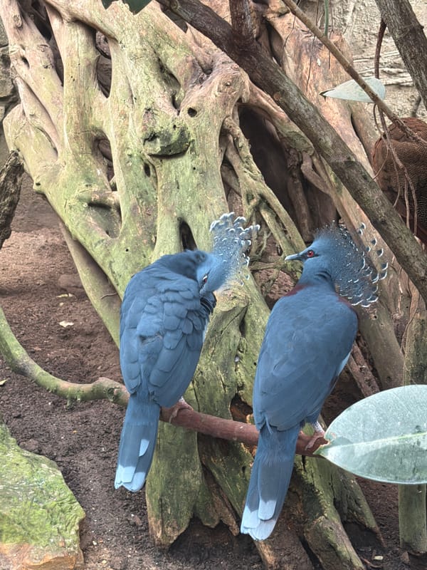 Sloths and crested birds at Beauval ZooParc's tropical exhibits