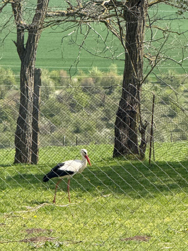 White stork spotted walking near fence in Lipnik, Bulgaria