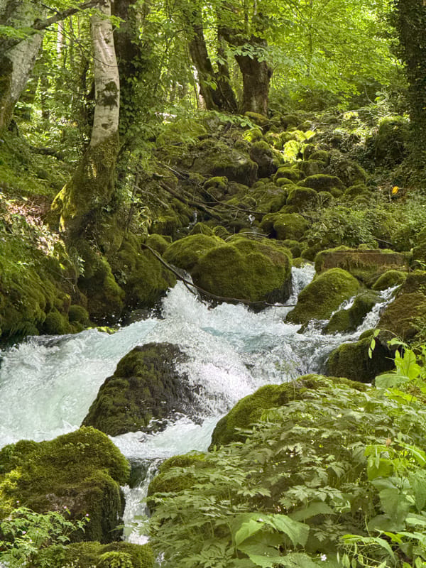 Whitewater rafting and mountain scenery in a forested river valley