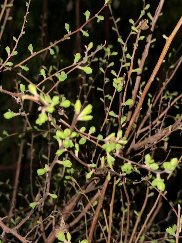 Spring buds emerge on quiet Irpin street after rain