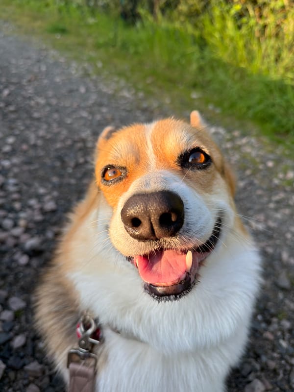 Corgi enjoys evening walk in German countryside