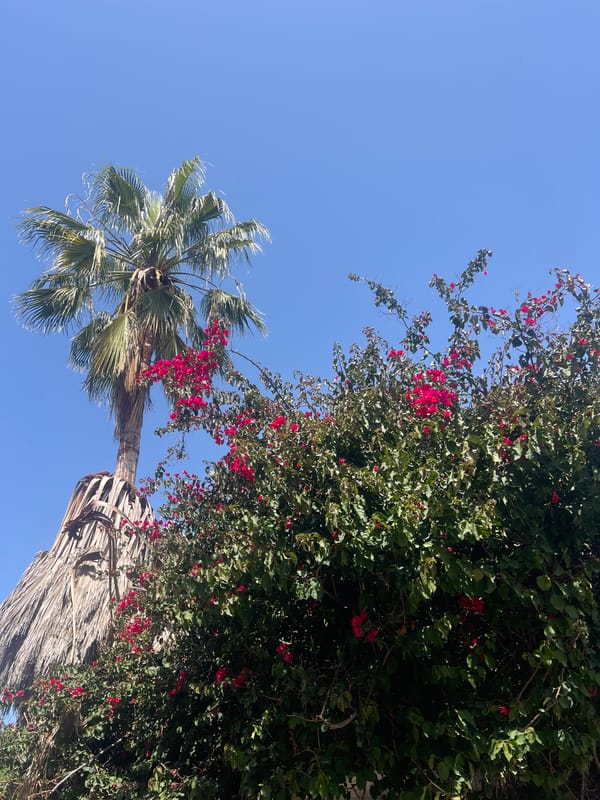 Spring blooms and architecture documented in Al Jizah, Jordan