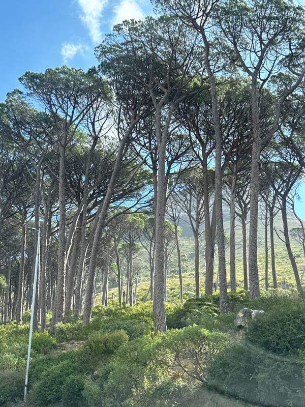 Pine trees observed under blue skies in Cape Town