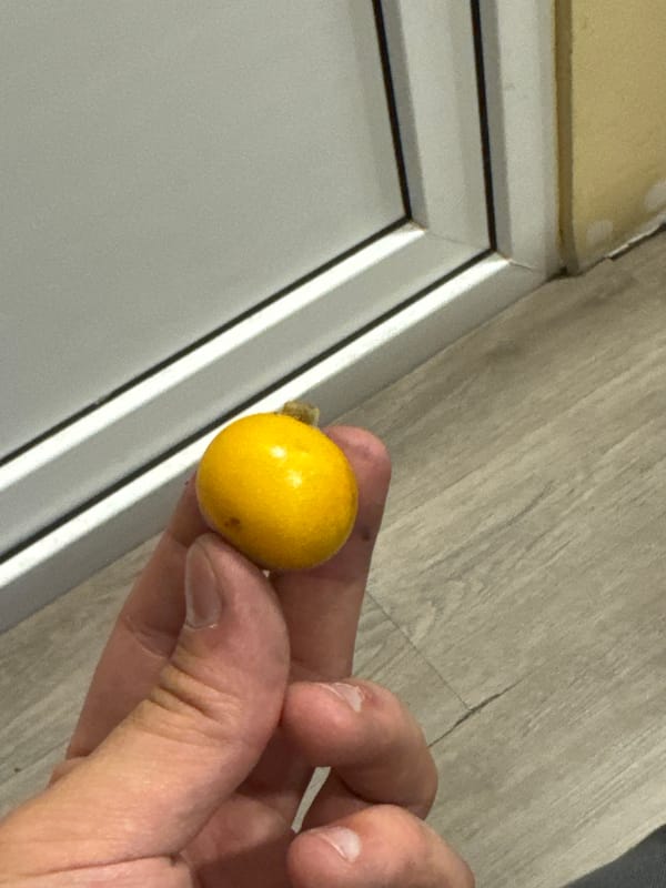 Close-up fruit examination and van sticker in Tbilisi