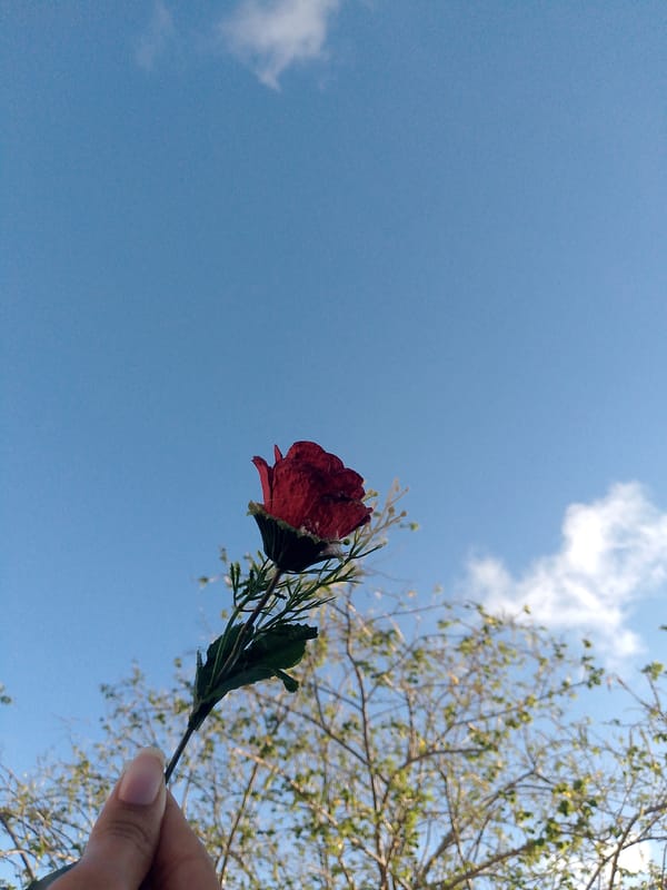 Woman poses with red rose in Venezuelan photo session