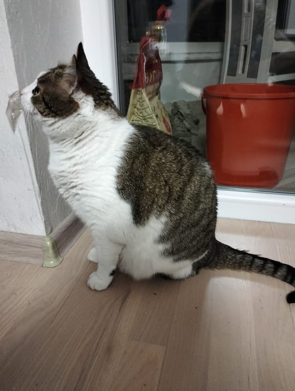 Cat observed in routine indoor activities in Ukrainian home