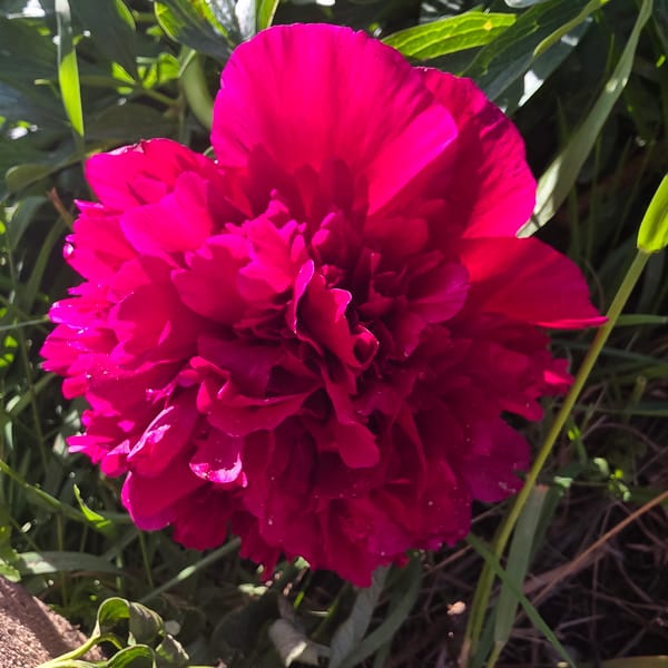 Magenta peony blooms captured in Bulgarian village garden