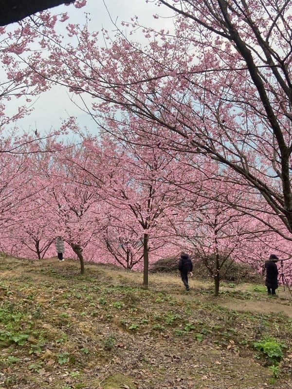 Cherry blossom peak draws crowds to Caijia park