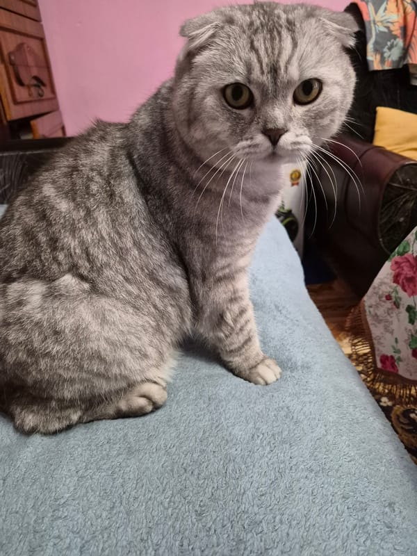 Scottish Fold cat's morning, plus garden flowers