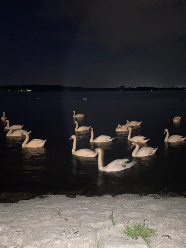 Nighttime scenes documented across Zemun municipality including swans, streets