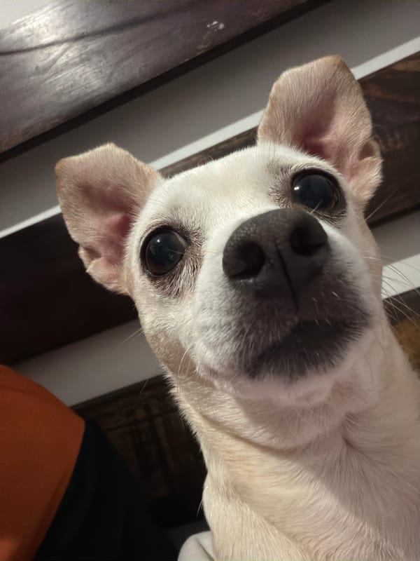 Cats, dogs, and paper flowers at home in Ciudad Guayana