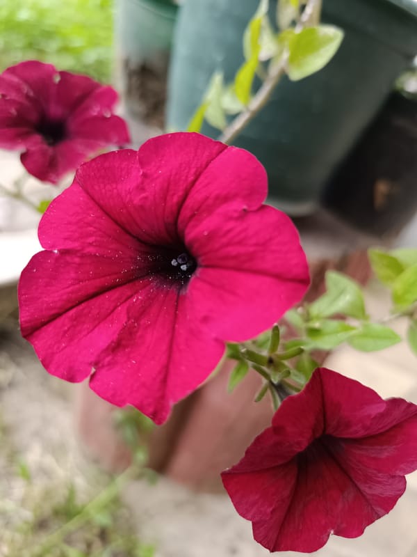 Domestic life documented in Sochi gardens and yards