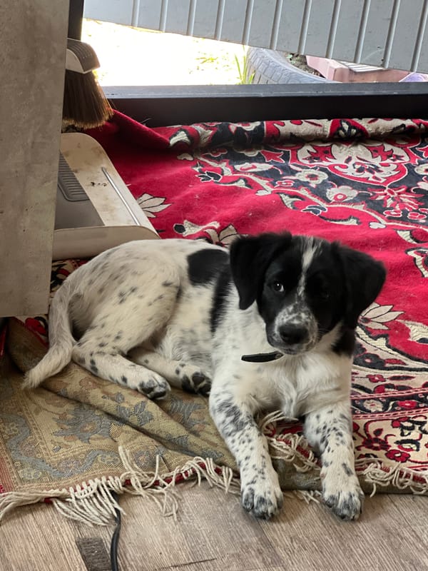 Spotted puppy rests on patterned rugs in residential interior