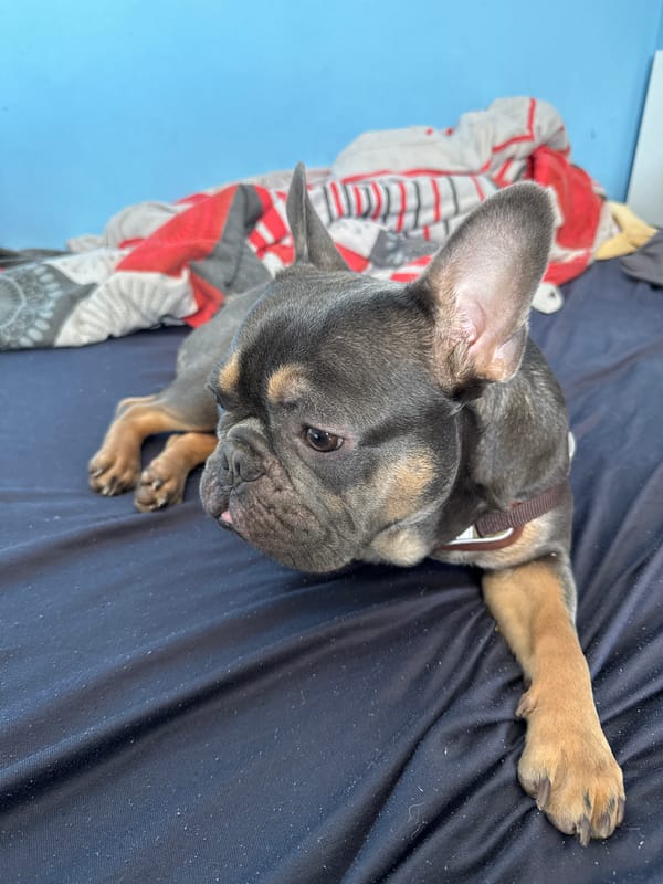 French Bulldog rests on bed in Burgas bedroom