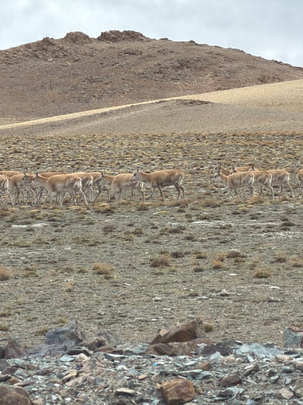 Tibetan antelope herd spotted traversing rocky plateau near Hor
