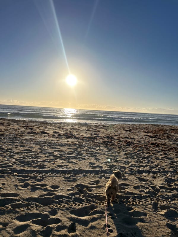 Beach walk with dog captured in Bulli sunrise