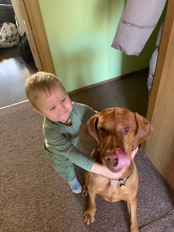 Vizsla dog rests and follows commands in Saint Petersburg home