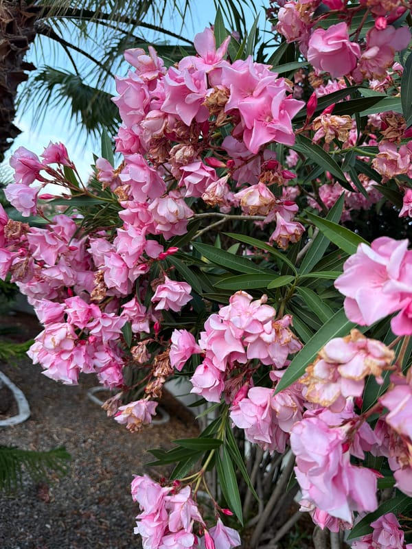 Evening poolside scenes with blooming oleanders in Mont-roig del Camp