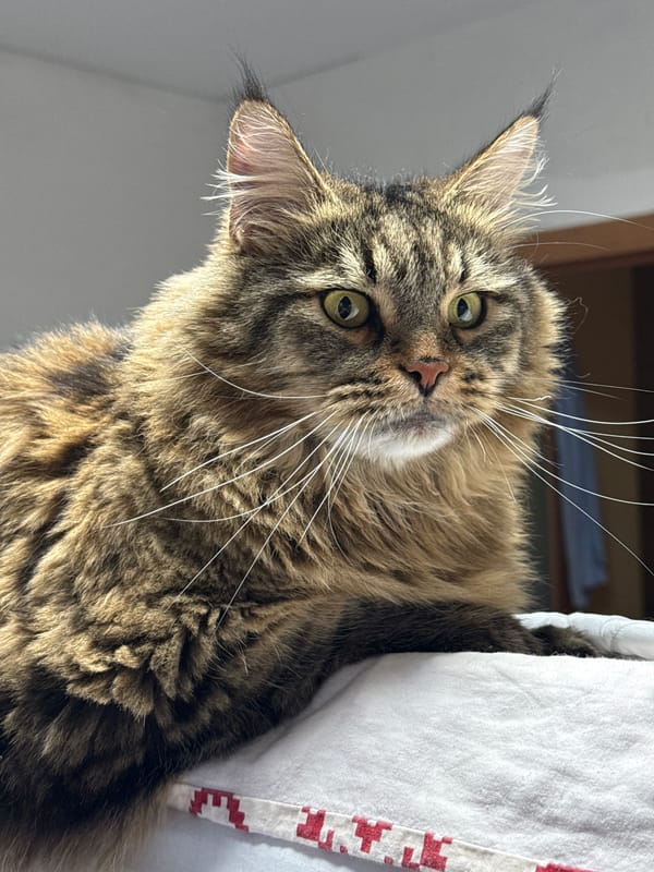 Tabby cat on alert, perched on a bed in Izhevsk
