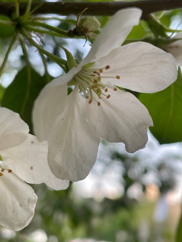 White tree blossom observed in Khimki, Russia