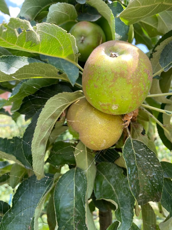 Garden life in Maykop: ripening fruit, summer flowers, and pets