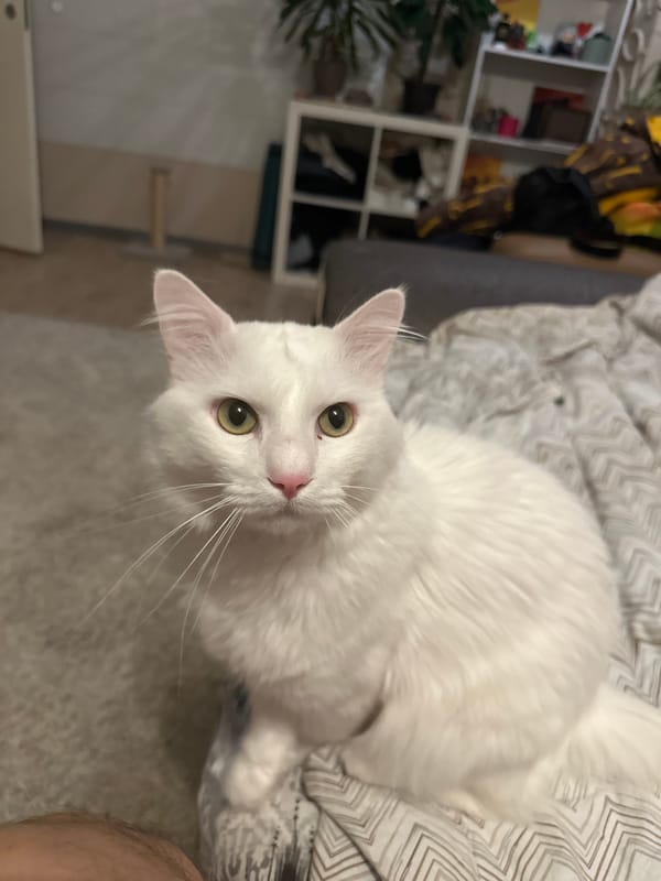 White cat photographed in two indoor locations in Sofia