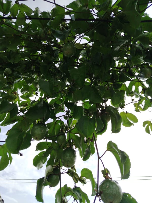 Everyday moments captured in Tinaquillo: motorcycle ride, pet fish