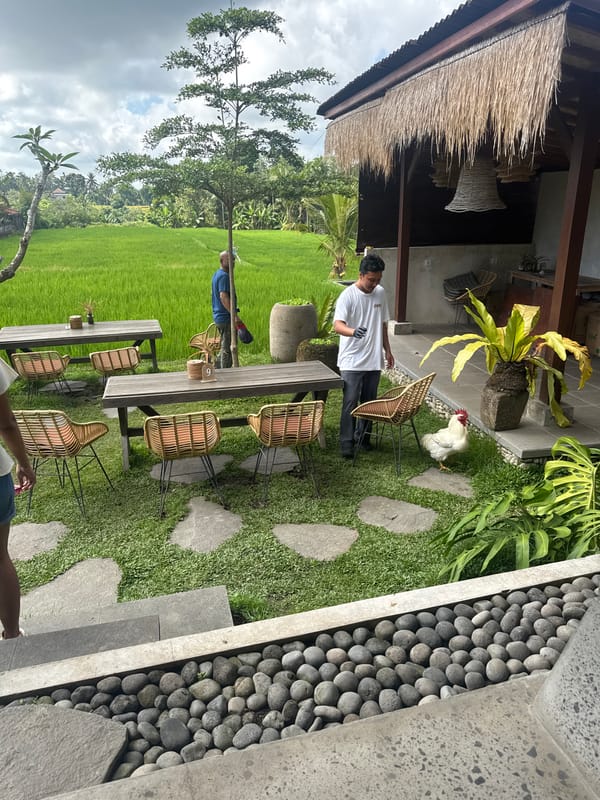 Rooster investigates offerings beside Tegallalang rice terrace café