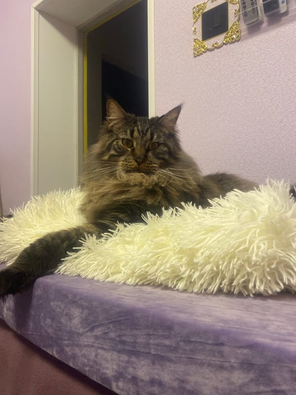 Maine Coon cat photographed resting in Artyom, Russia
