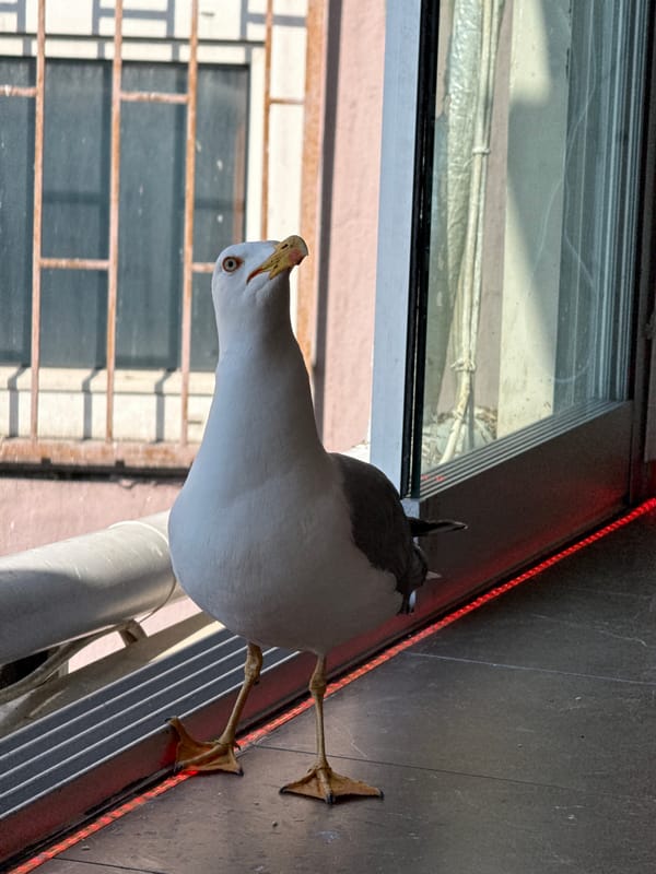 Urban birds spotted across coastal city during morning hours