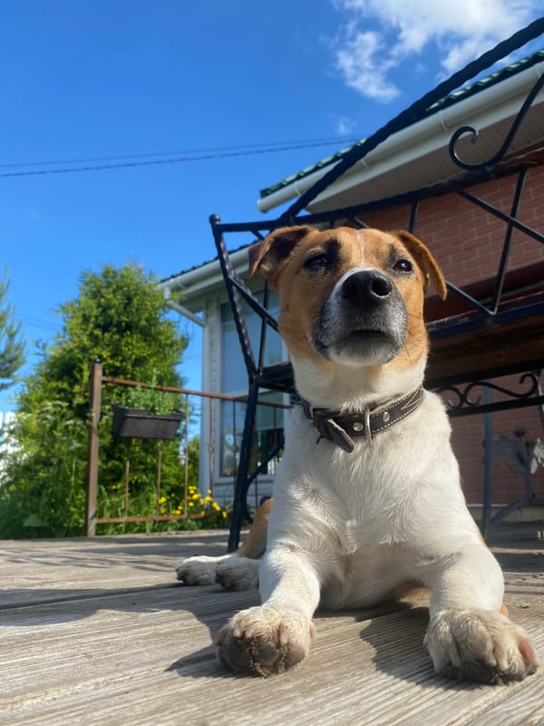 Jack Russell Terrier's morning around a Russian dacha