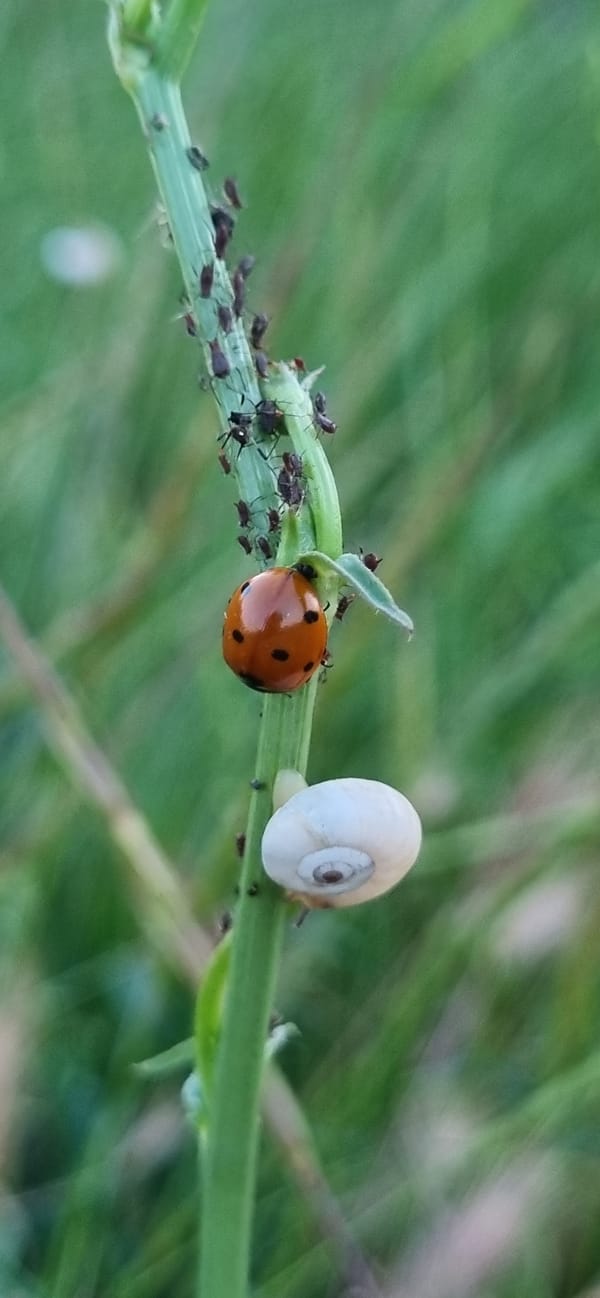 Nature photography session captures small creatures and sunset in Ukraine