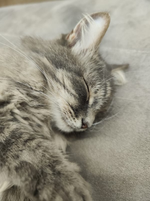 Evening scenes captured in Chaikovsky: sleeping cat, roads, twilight