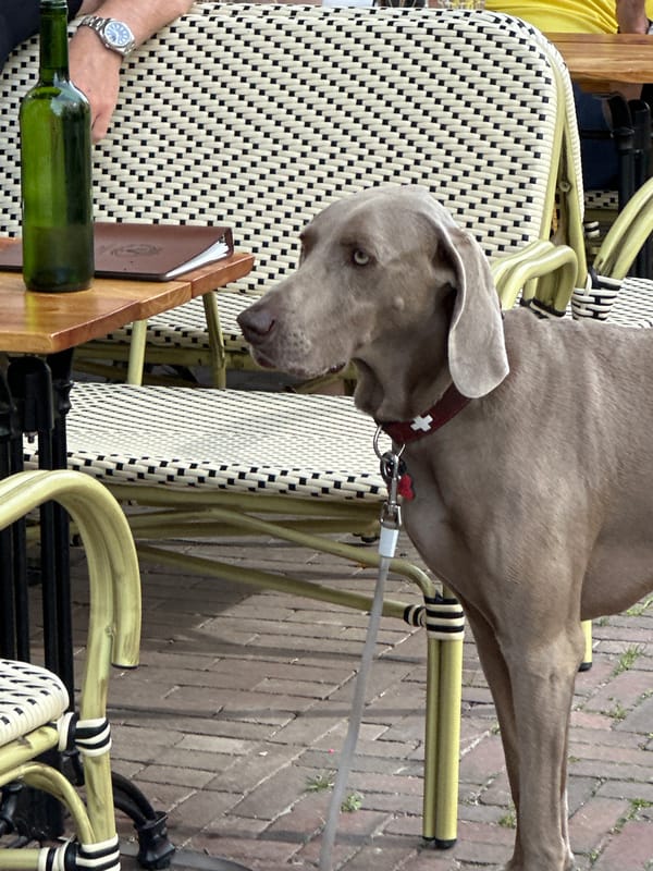 Amsterdam afternoon: dogs, cyclists, canals, selfies captured by witnesses