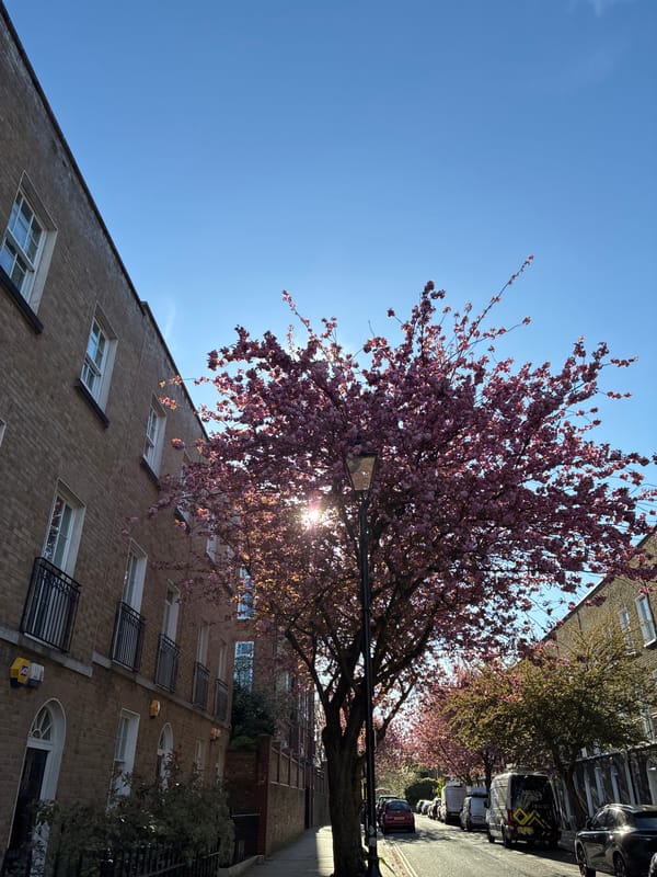 Cherry trees bloom along London residential street