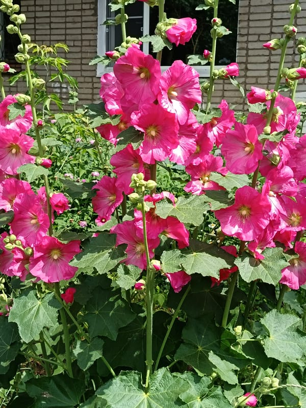 Midsummer street scenes and garden details in Komsomolsk-on-Amur