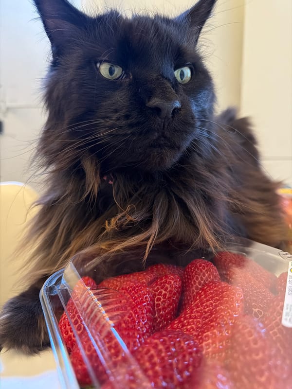 Black cat photographed near strawberries in Erba, Italy