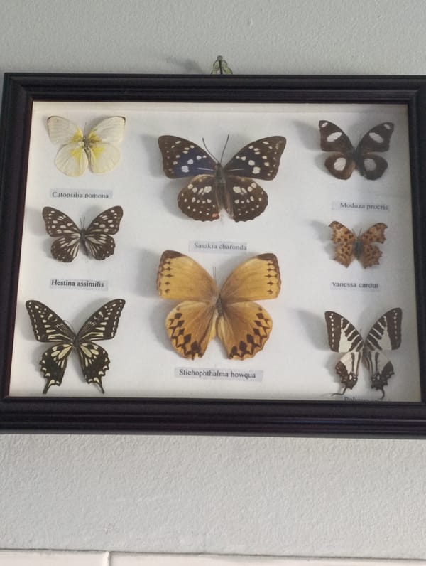 Butterfly motifs indoors and rooftops under blue sky in Setúbal